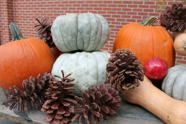 the-blue-building-shopatblu-pinescones-home-decor-tiny-gourds