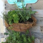 The Blue Building Antiques Alabaster AL fresh herb garden