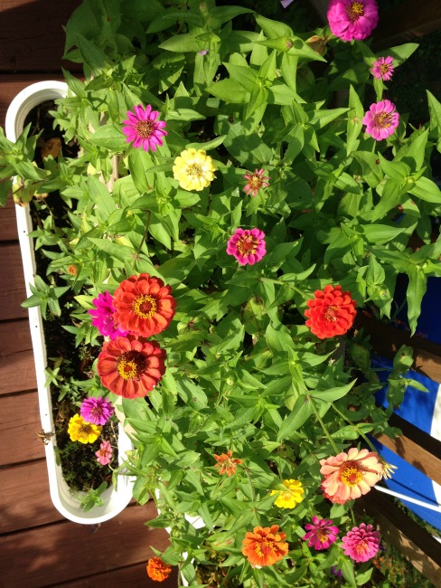 The Blue Building Antiques, Alabaster AL Deck makeover on a budget zinnias