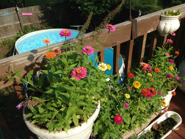 The Blue Building Antiques, Alabaster AL Deck makeover on a budget zinnias from seeds