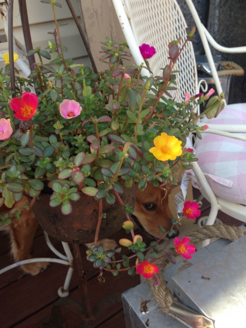 The Blue Building Antiques, Alabaster AL Deck makeover on a budget succulents