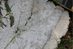 The Blue Building Antiques Shopatblu Concrete Leaves veining