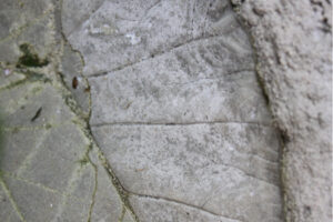 The Blue Building Antiques Shopatblu Concrete Leaves veins