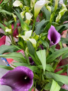 shopatblu while calla lily