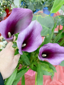 shopatblu purple calla lily