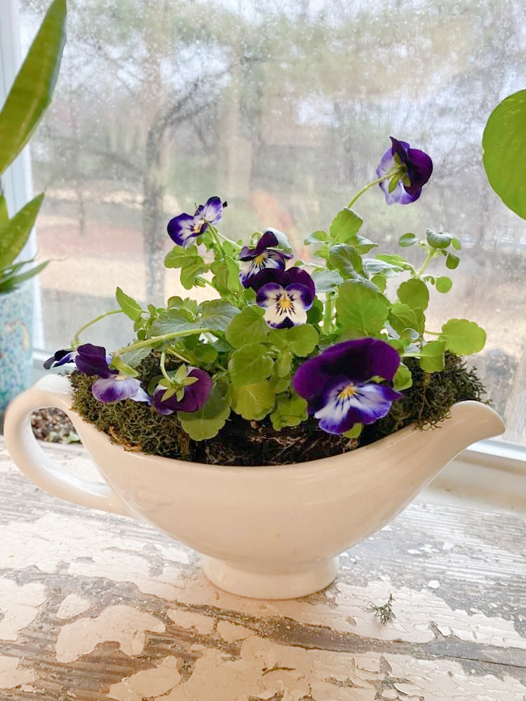 shopatblu ironstone pansies