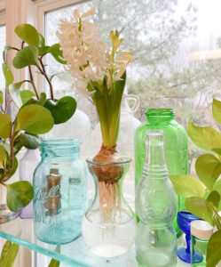 shopatblu simple spring decor live potted hyacinth