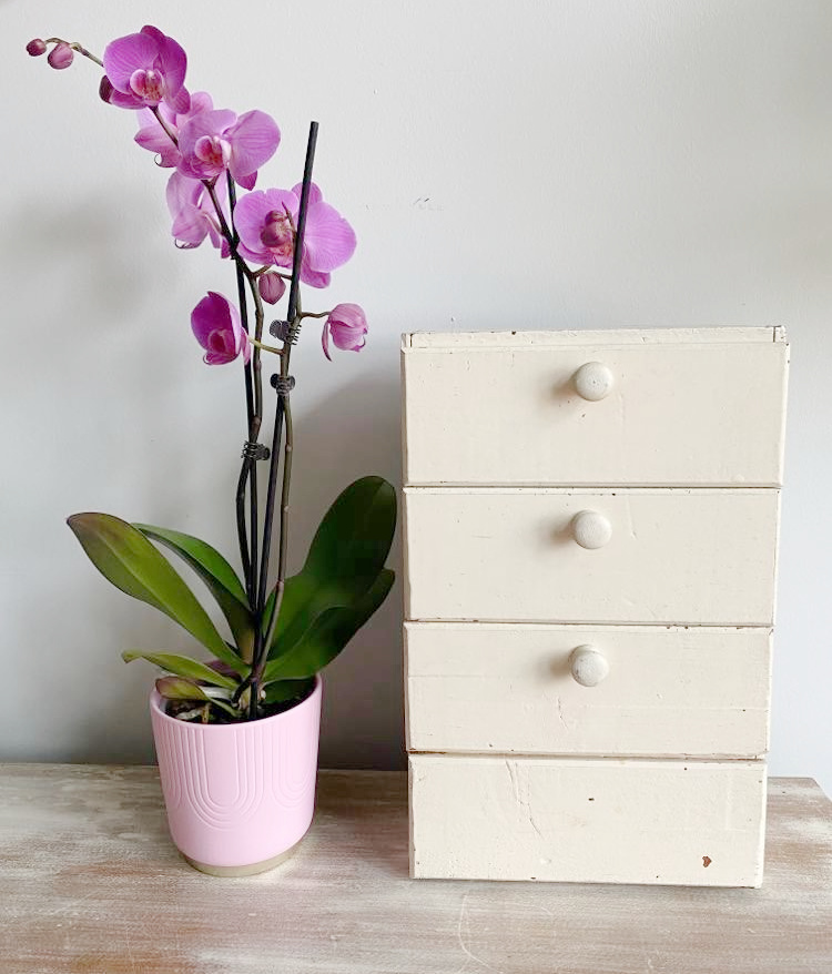 Shopatblu Elizabethton antique vintage mini white chest orchid