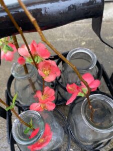shopatblu milk bottles and quince