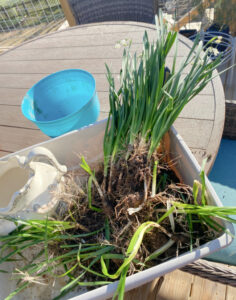 shopatblu easter tablescape transplant flowers