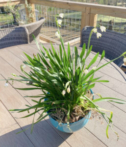 shopatblu easter tablescape lily bells