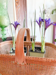 Shopatblu Spring crocus basket YARD READY