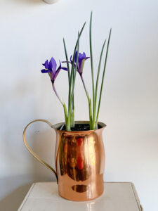 Shopatblu Spring crocus YARD READY
