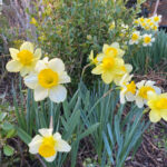 Shopatblu Spring yard daffodils ready