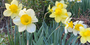 Shopatblu Spring yard daffodils ready