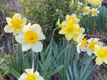 Shopatblu Spring yard daffodils ready