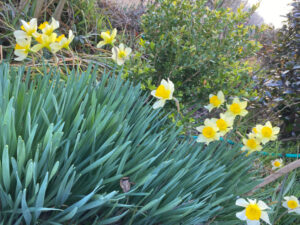 Shopatblu Spring clumped daffodils YARD READY
