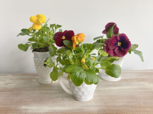 Shopatblu Spring YARD READY pansies and milkglass