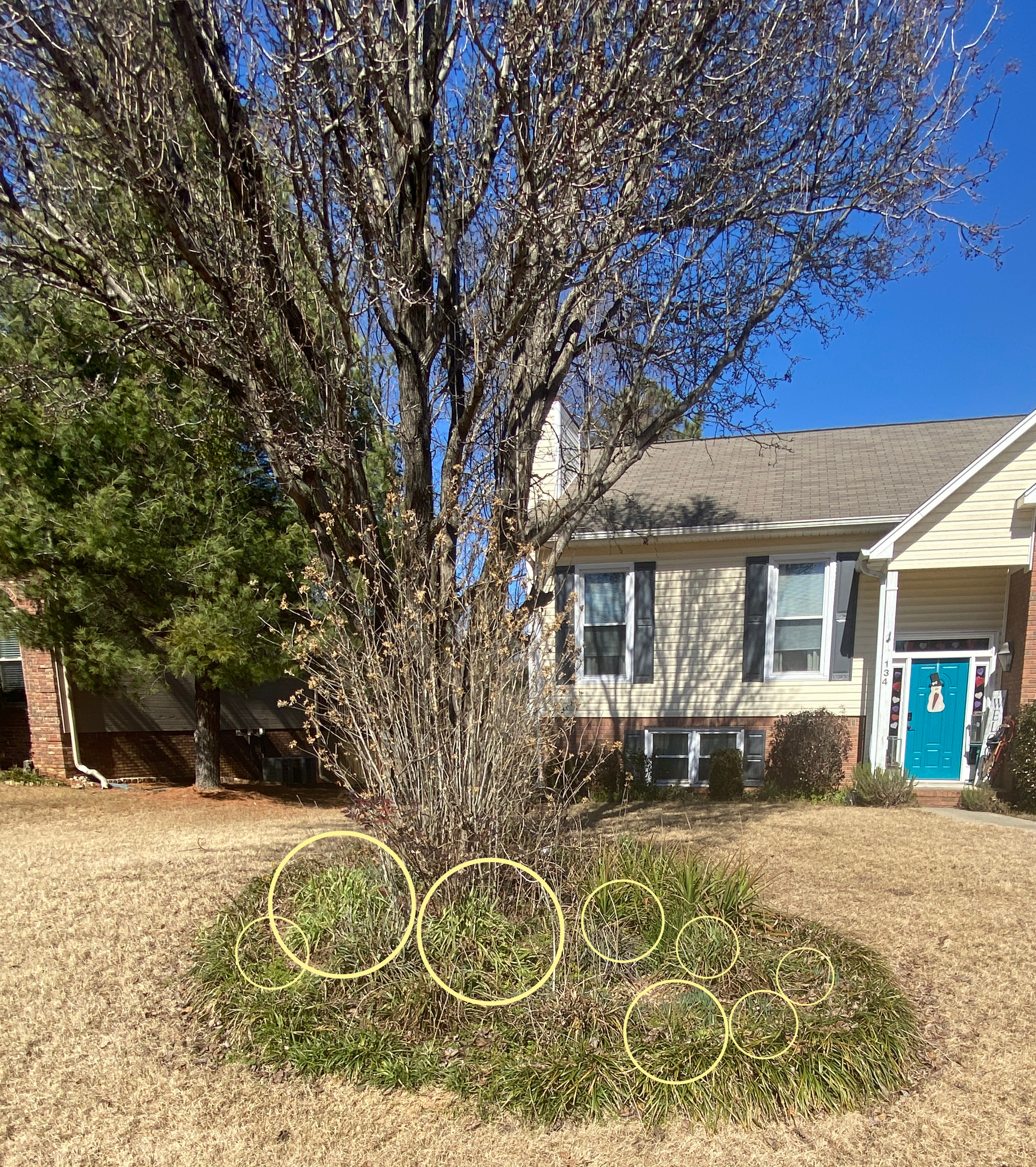 Shopatblu Spring spiderwort YARD READY
