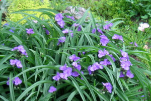 Shopatblu Spring invading spiderwort YARD READY