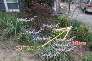 Shopatblu Spring too much spiderwort YARD READY