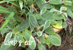 shopatblu the blue building antiques garden lambs ear