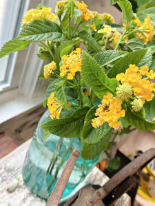 shopatblu the blue building antiques garden lantana