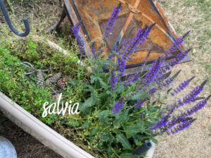 shopatblu the blue building antiques garden salvia
