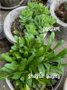 shopatblu the blue building antiques garden sedum