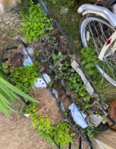 shopatblu the blue building antiques garden succulents
