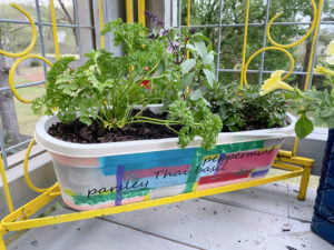 shopatblu the blue building antiques vertical herb garden curled parsley
