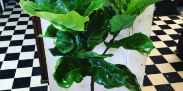 shopatblu the blue building antiques who to progagate a fiddle leaf fig