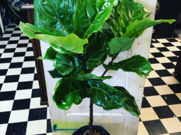 shopatblu the blue building antiques who to progagate a fiddle leaf fig