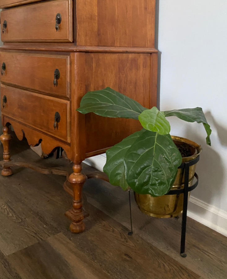 The Blue Building Antiques Shopatblu National Tree Day fiddle leaf fig repotted