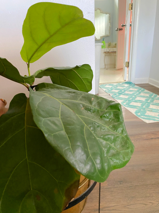 The Blue Building Antiques Shopatblu National Tree Day fiddle leaf fig repotted