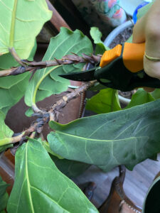 shopatblu Fiddle Leaf fig cutting for propagation