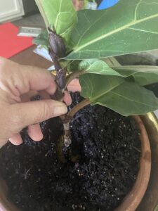 shopatblu the blue building antiques how to propagate a fiddle leaf fig tree