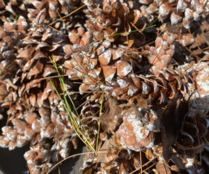 shopatblu prep pinecones for crafts and diy projects fresh