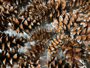 shopatblu prep pinecones for crafts and diy projects baked