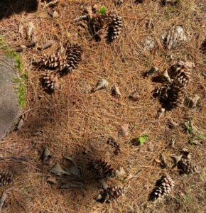 shopatblu prep pinecones for crafts and diy projects harvest
