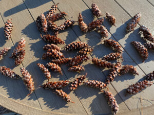 shopatblu prep pinecones for crafts and diy projects sun dried