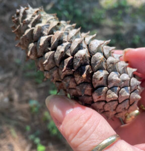 shopatblu prep pinecones for crafts and diy projects pointy