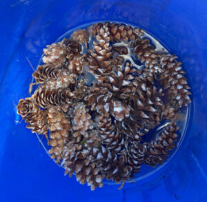 shopatblu prep pinecones for crafts and diy projects vinegar soak