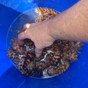 shopatblu prep pinecones for crafts and diy projects mixed
