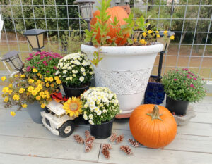 shopatblu fall outdoor decor mums and truck