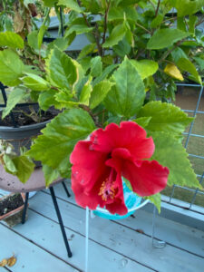 shopatblu fall outdoor decor upcycled pumpkins hibiscus