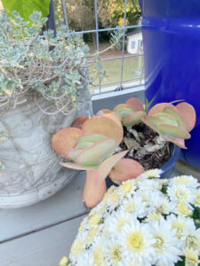 shopatblu fall outdoor decor upcycled pumpkins succulents