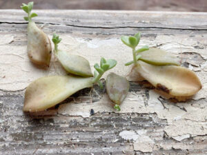 shopatblu planting succulent garden decor and tips propagate