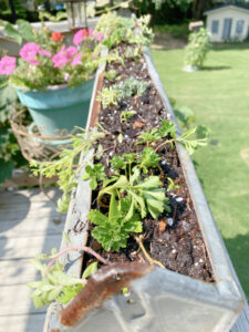 shopatblu planting succulent garden decor and tips unique planter