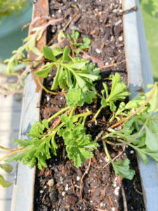 shopatblu planting succulent garden decor and tips spreading